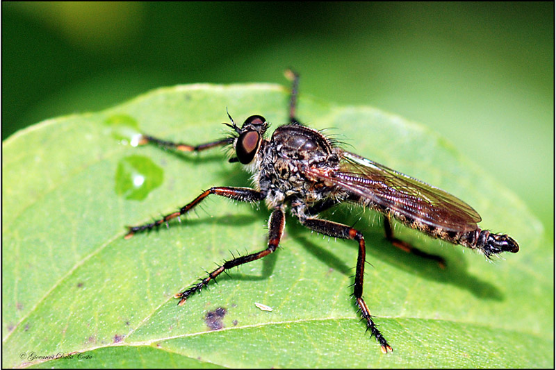 altro dittero da identificare